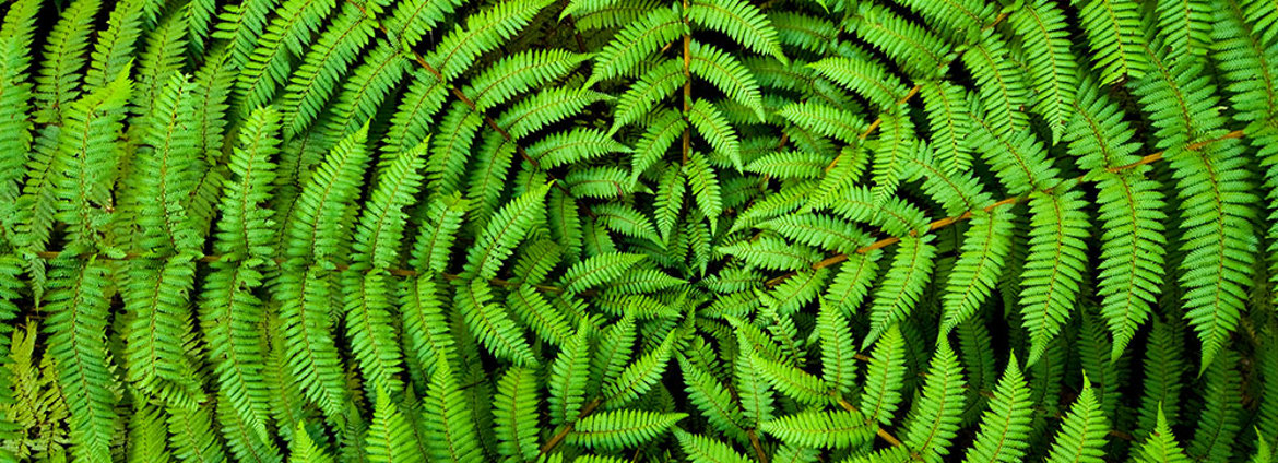 NZ Climate Clause Bank